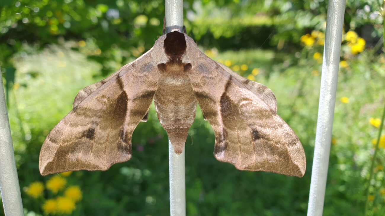 Camillo Henggeler Landschaftsgärtner Naturgärten Wohlen Falter