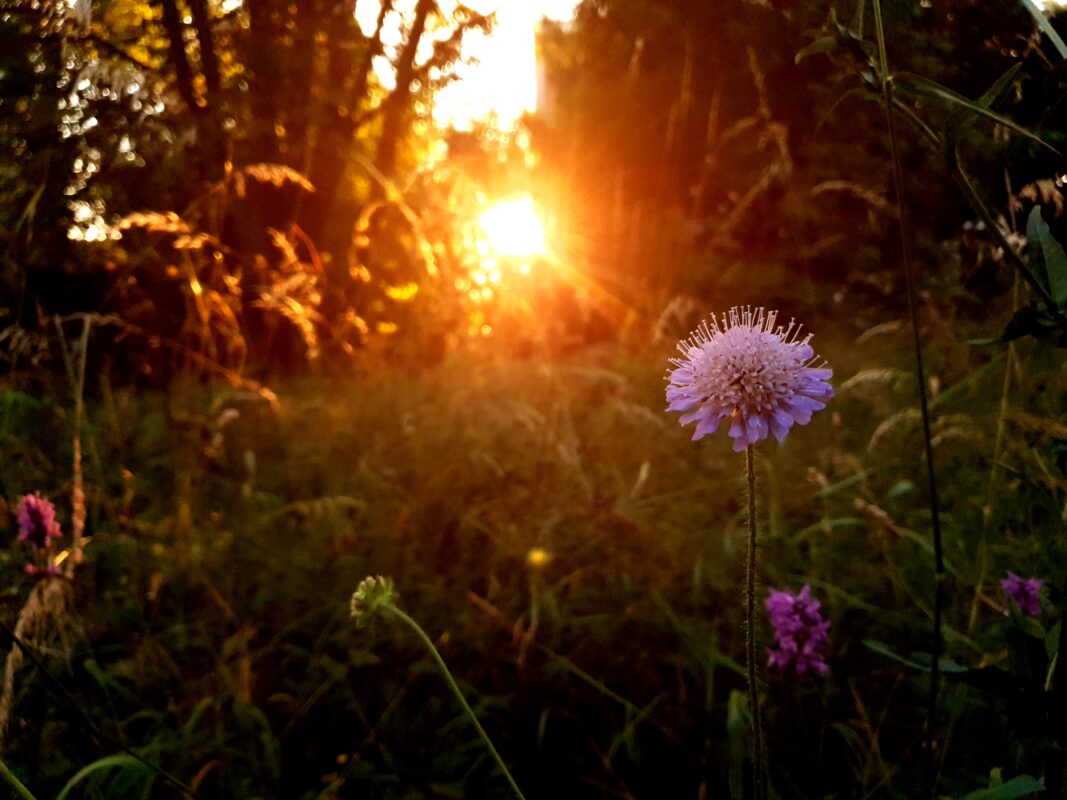 Camillo Henggeler Landschaftsgärtner Naturgärten Wohlen Blume Sonnenuntergang