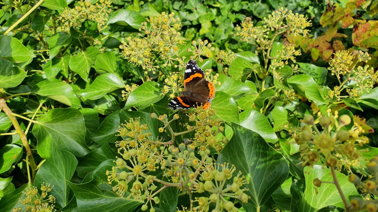 Camillo Henggeler Landschaftsgärtner Naturgärten Wohlen Schmetterling
