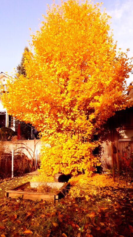 Camillo Henggeler Landschaftsgärtner Naturgärten Wohlen Ginko gelb