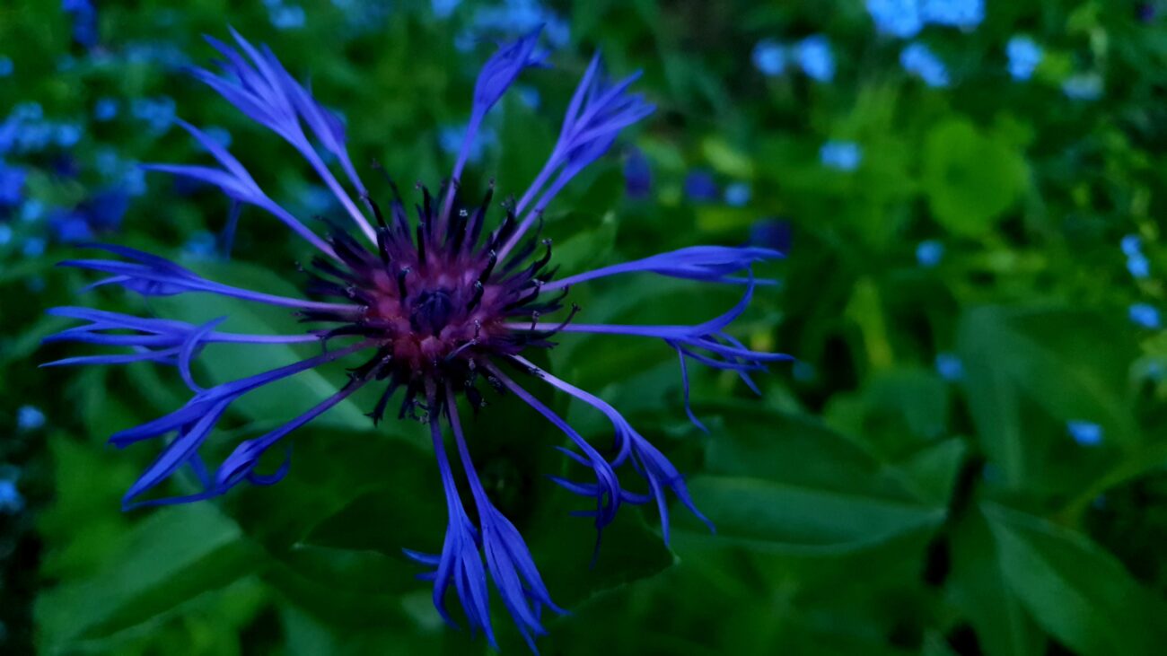 Camillo Henggeler Landschaftsgärtner Naturgärten Wohlen Blume blau violett