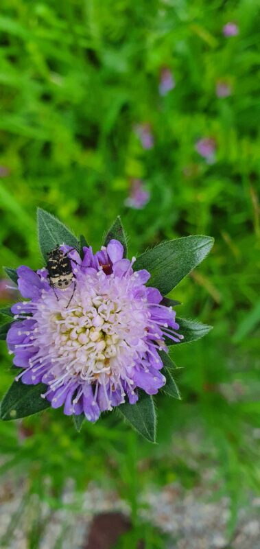 Camillo Henggeler Landschaftsgärtner Naturgärten Wohlen Käfer auf Blume