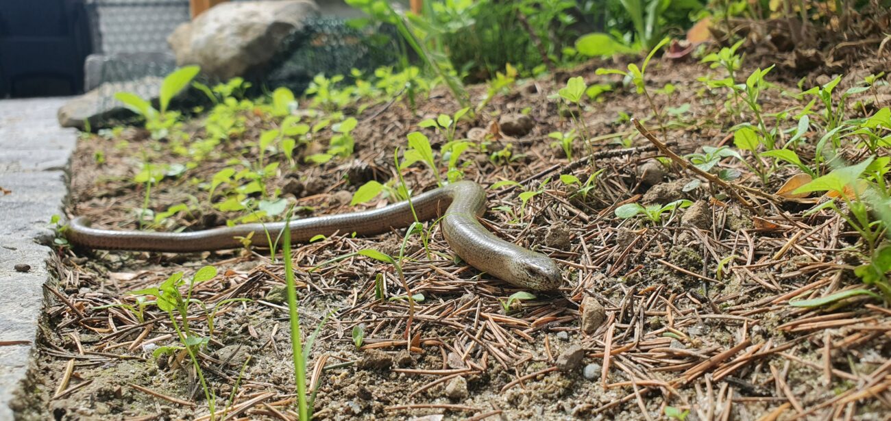 Camillo Henggeler Landschaftsgärtner Naturgärten Wohlen Blindschleiche Nahaufnahme
