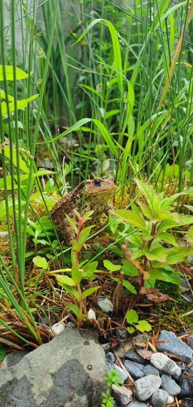 Camillo Henggeler Landschaftsgärtner Naturgärten Wohlen Frosch Kröte