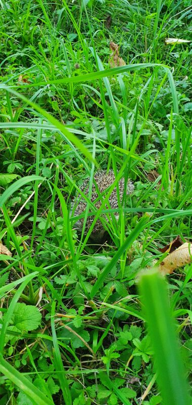 Camillo Henggeler Landschaftsgärtner Naturgärten Wohlen Igel