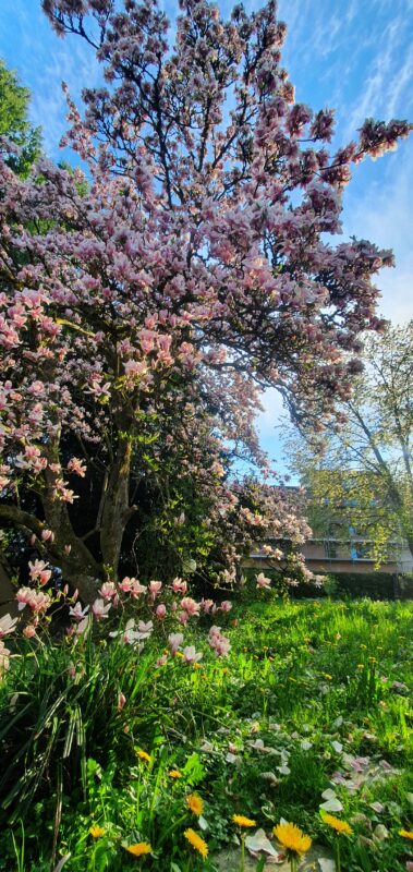 Camillo Henggeler Landschaftsgärtner Naturgärten Wohlen Magnolie