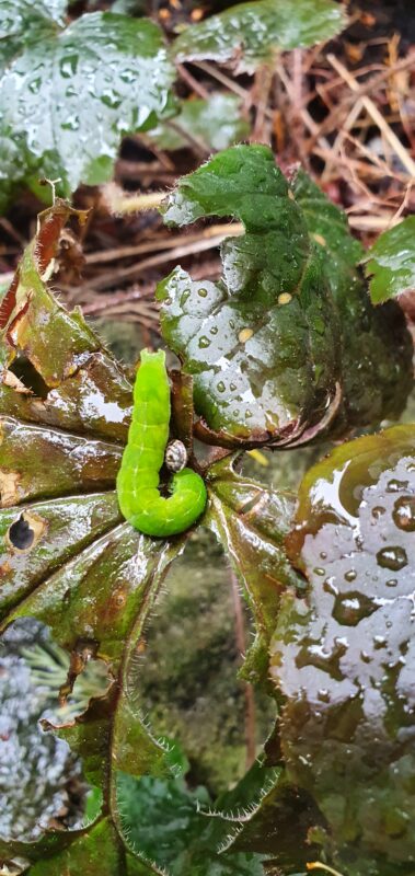 Camillo Henggeler Landschaftsgärtner Naturgärten Wohlen Raupe grün