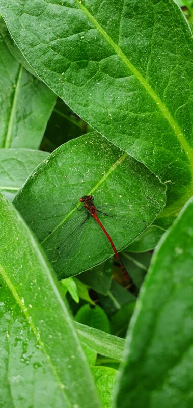 Camillo Henggeler Landschaftsgärtner Naturgärten Wohlen Libelle rot