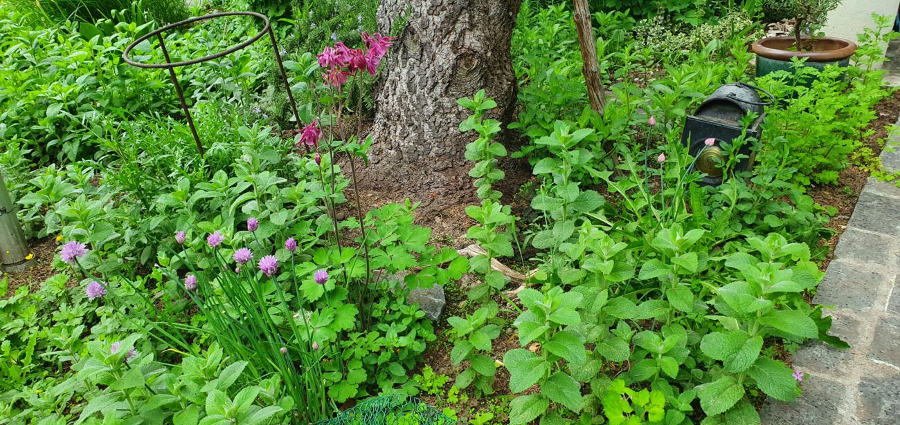 Camillo Henggeler Landschaftsgärtner Naturgärten Wohlen Blumenbeet