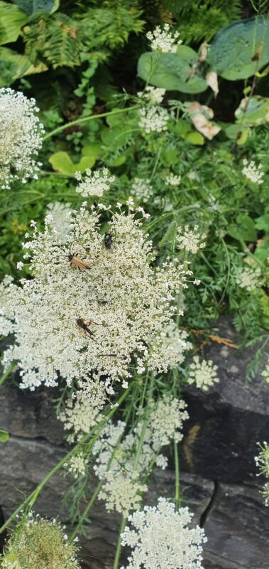 Camillo Henggeler Landschaftsgärtner Naturgärten Wohlen Insekten auf Blume weiss