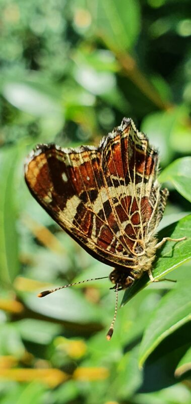 Camillo Henggeler Landschaftsgärtner Naturgärten Wohlen Schmetterling Falter