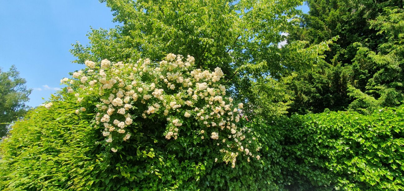 Camillo Henggeler Landschaftsgärtner Naturgärten Wohlen Rosen