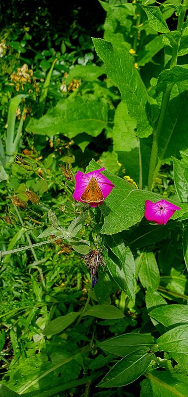 Camillo Henggeler Landschaftsgärtner Naturgärten Wohlen Blumen pink