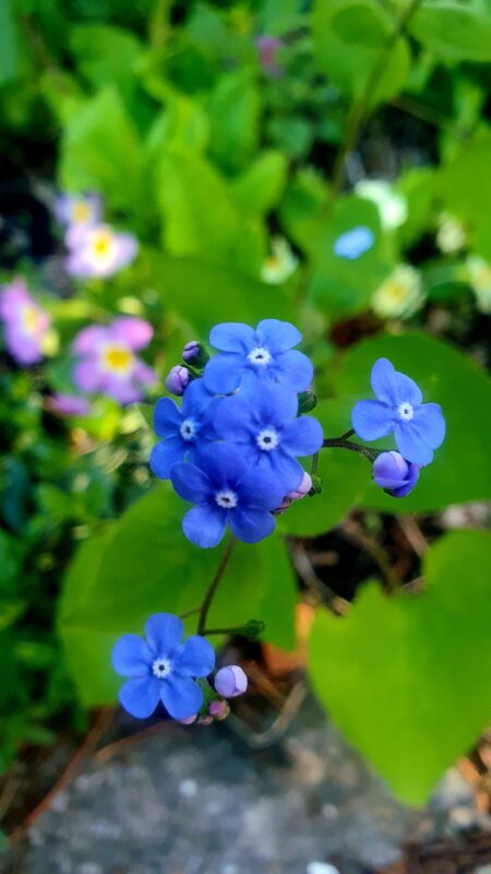 Camillo Henggeler Landschaftsgärtner Naturgärten Wohlen Blumen blau