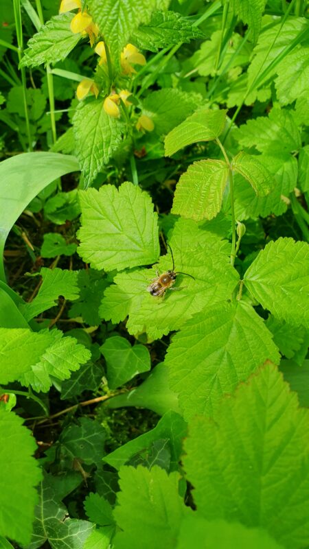 Camillo Henggeler Landschaftsgärtner Naturgärten Wohlen Biene