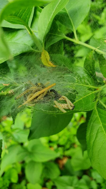 Camillo Henggeler Landschaftsgärtner Naturgärten Wohlen Raupen