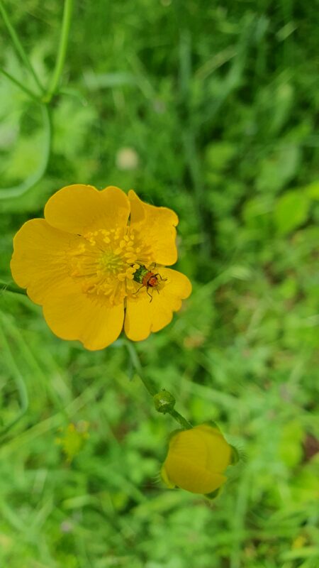Camillo Henggeler Landschaftsgärtner Naturgärten Wohlen Blume mit Insekt gelb