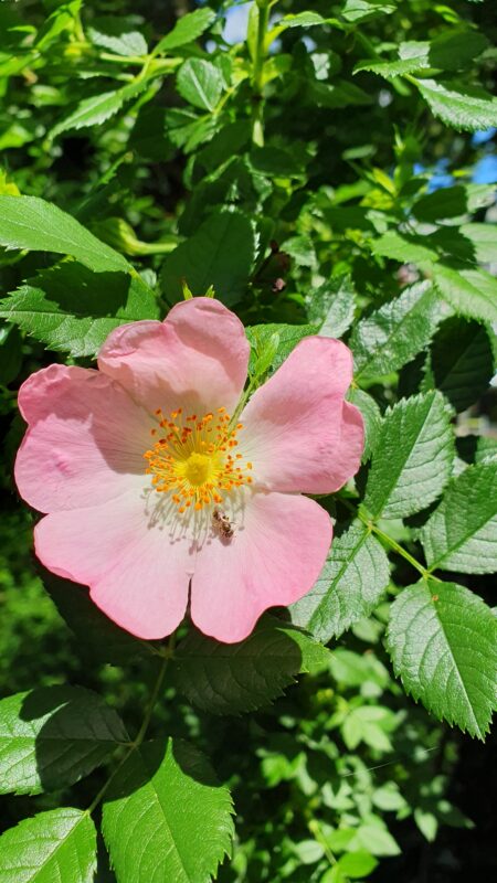 amillo Henggeler Landschaftsgärtner Naturgärten Wohlen Blume Rosa mit Insekt