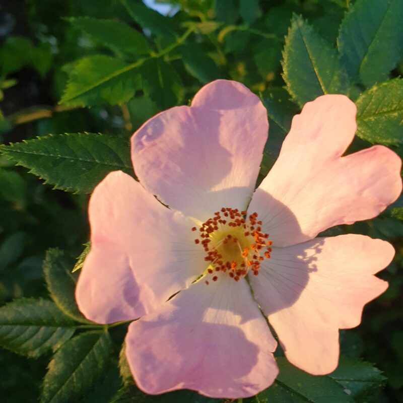Camillo Henggeler Landschaftsgärtner Naturgärten Wohlen Blume rosa