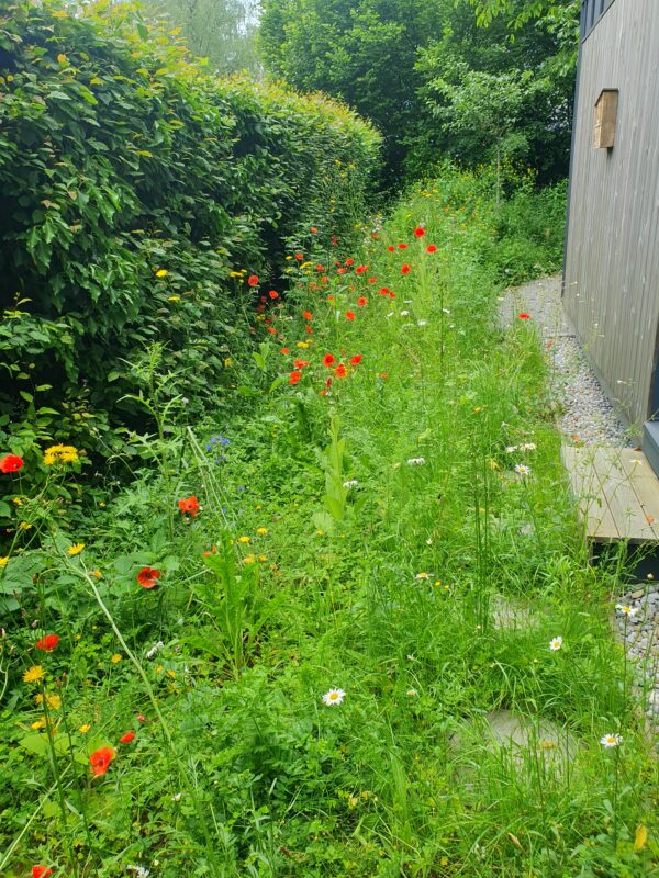 Camillo Henggeler Landschaftsgärtner Naturgärten Wohlen Mohnblumen