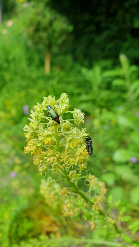 Camillo Henggeler Landschaftsgärtner Naturgärten Wohlen Insekten