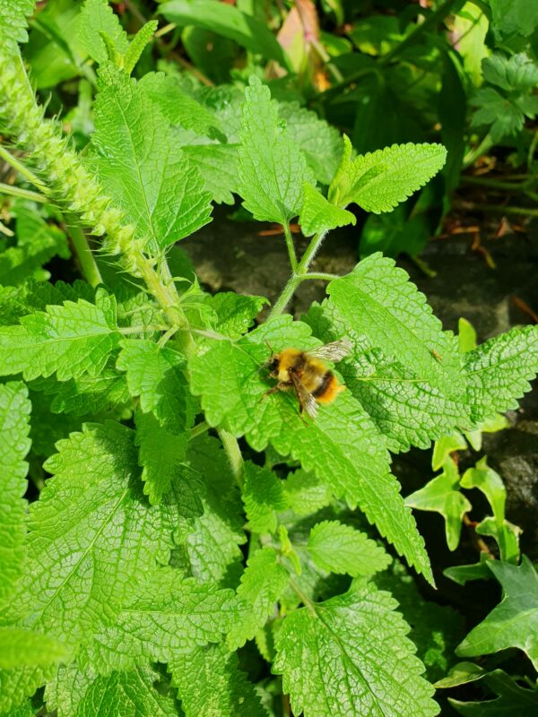 Camillo Henggeler Landschaftsgärtner Naturgärten Wohlen Biene auf Minze
