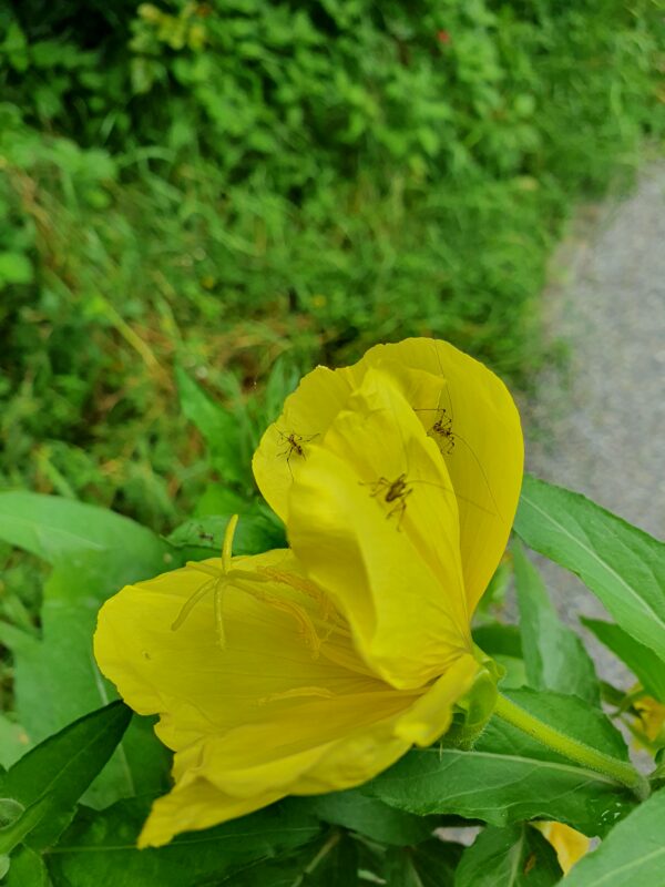 Camillo Henggeler Landschaftsgärtner Naturgärten Wohlen Blume gelb