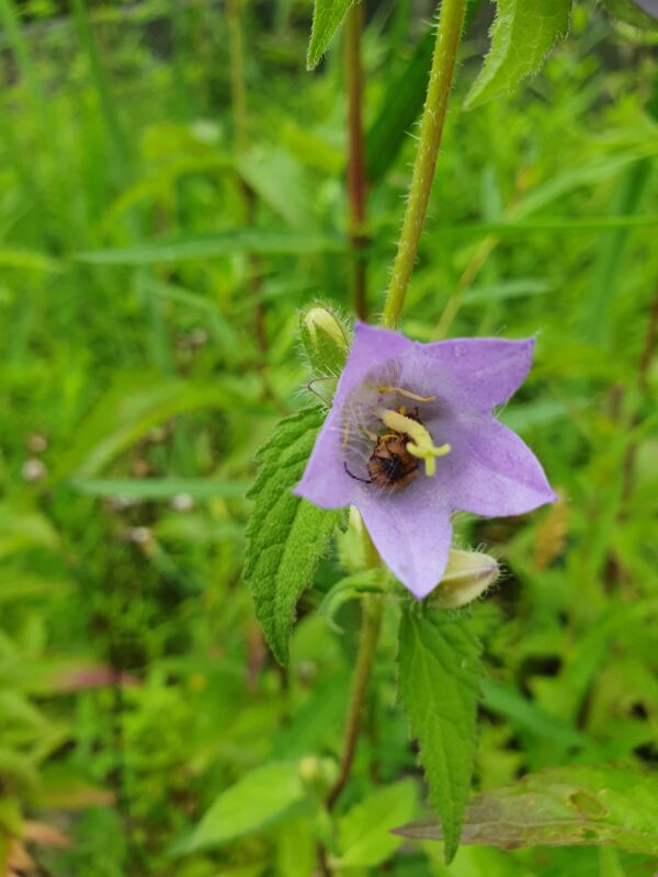 Camillo Henggeler Landschaftsgärtner Naturgärten Wohlen Blume mit Insekt