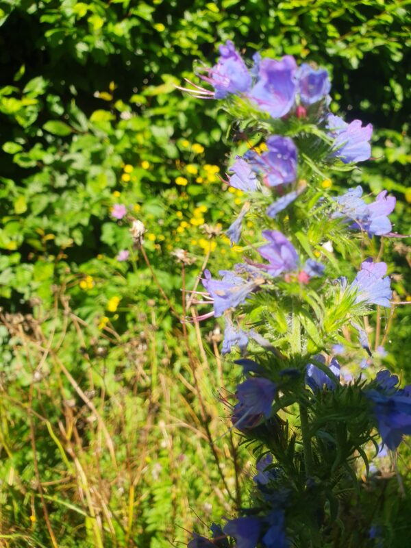 Camillo Henggeler Landschaftsgärtner Naturgärten Wohlen Blumen blau